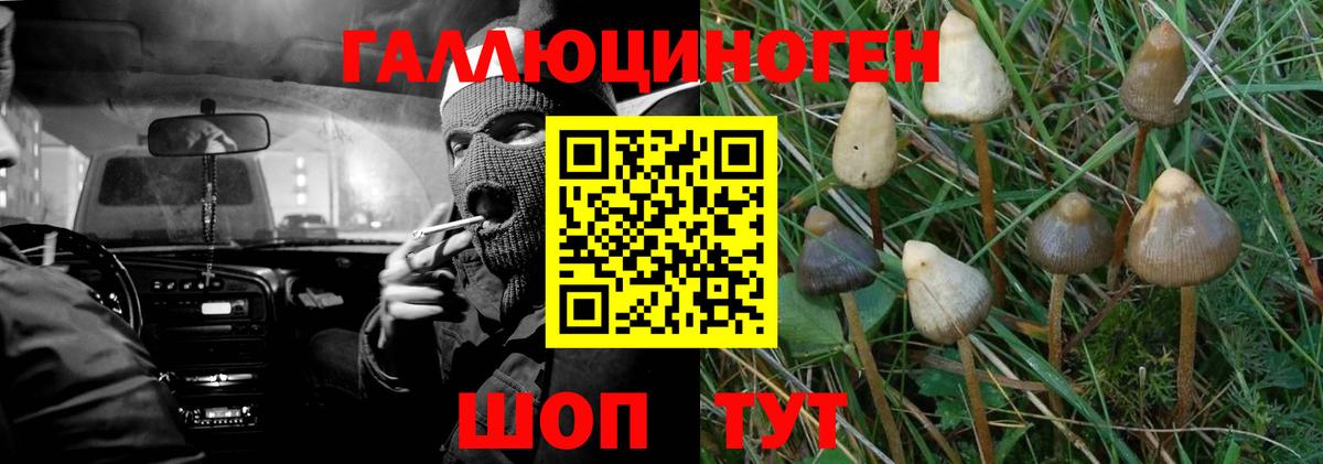 Псилоцибиновые грибы Psilocybe Петропавловск-Камчатский